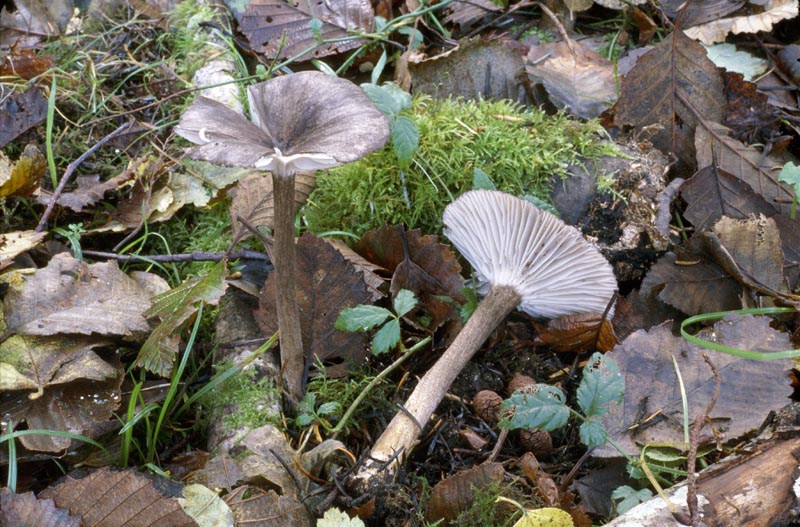 Gerronema atrialbum